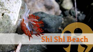 Sea Cave Tide Pooling Adventure - Shi Shi Beach