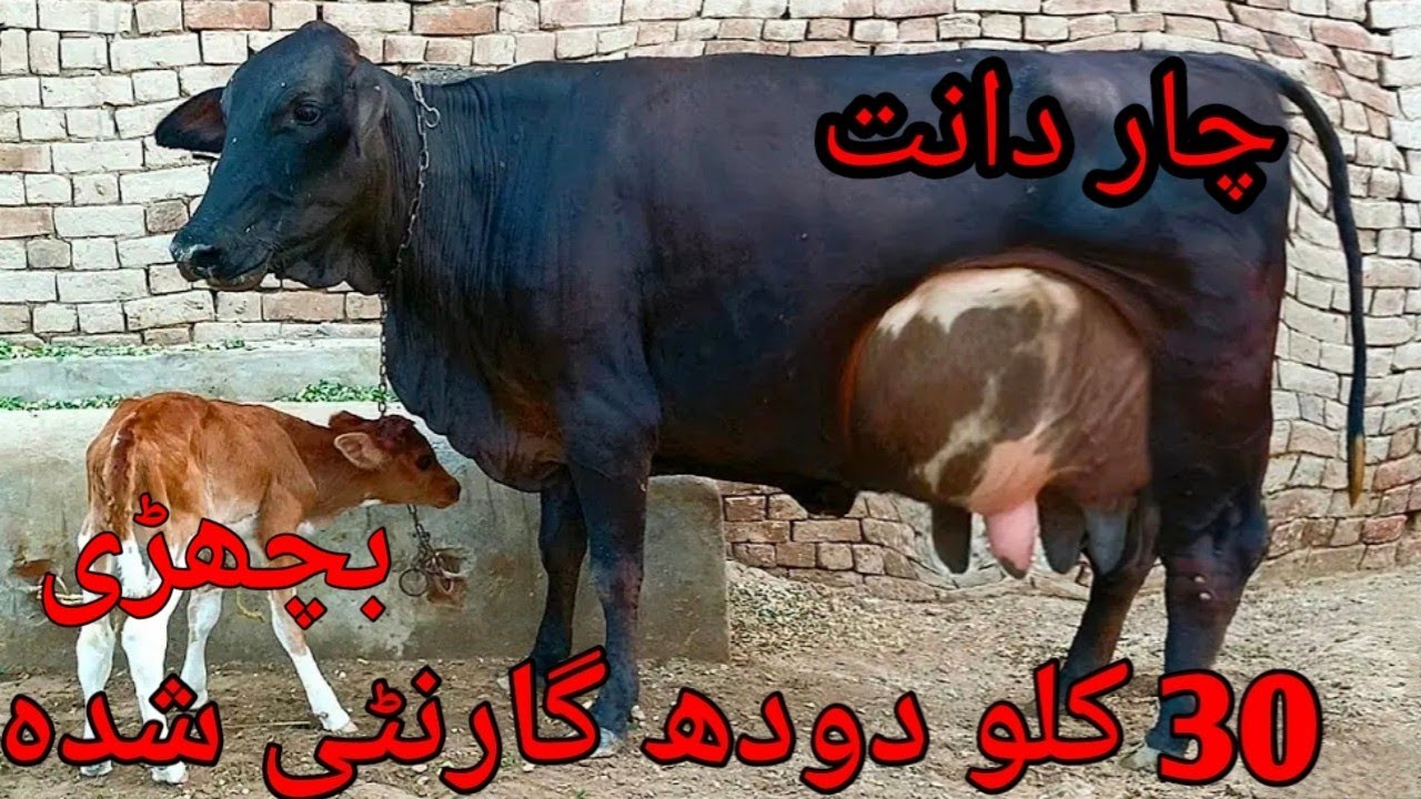 30 kg milk Jersey friesian cross cow (03198651951) on YouTube 28 December 2024