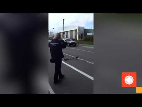 Утиный Эскорт!