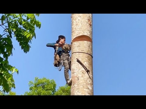 A Profesional skill Man climbing and cutting tree - YouTube