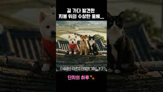 닭 쫒던 개,고양이 지붕올라간다? #단지의하루 #DANJI #단지강아지 #지붕위에올라간강아지