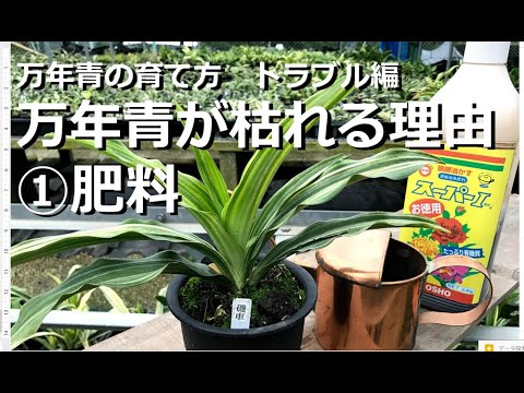 万年青の育て方 トラブル編 万年青が枯れる理由 肥料の濃すぎ やり過ぎ 万年青の豊明園 Why Omoto Die With Fertilizer Youtube