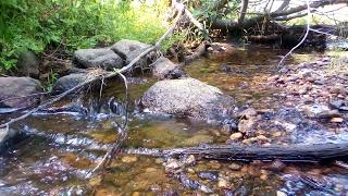 A Peaceful Little Creek Near Sweet Idaho 1