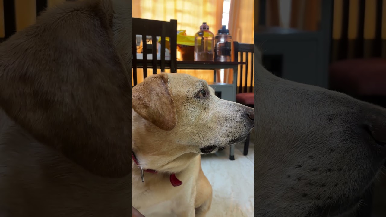 Dei azhaga |DoggsVlogs | Doggs& Vlogs | Chennai cute dog Tamil videos 