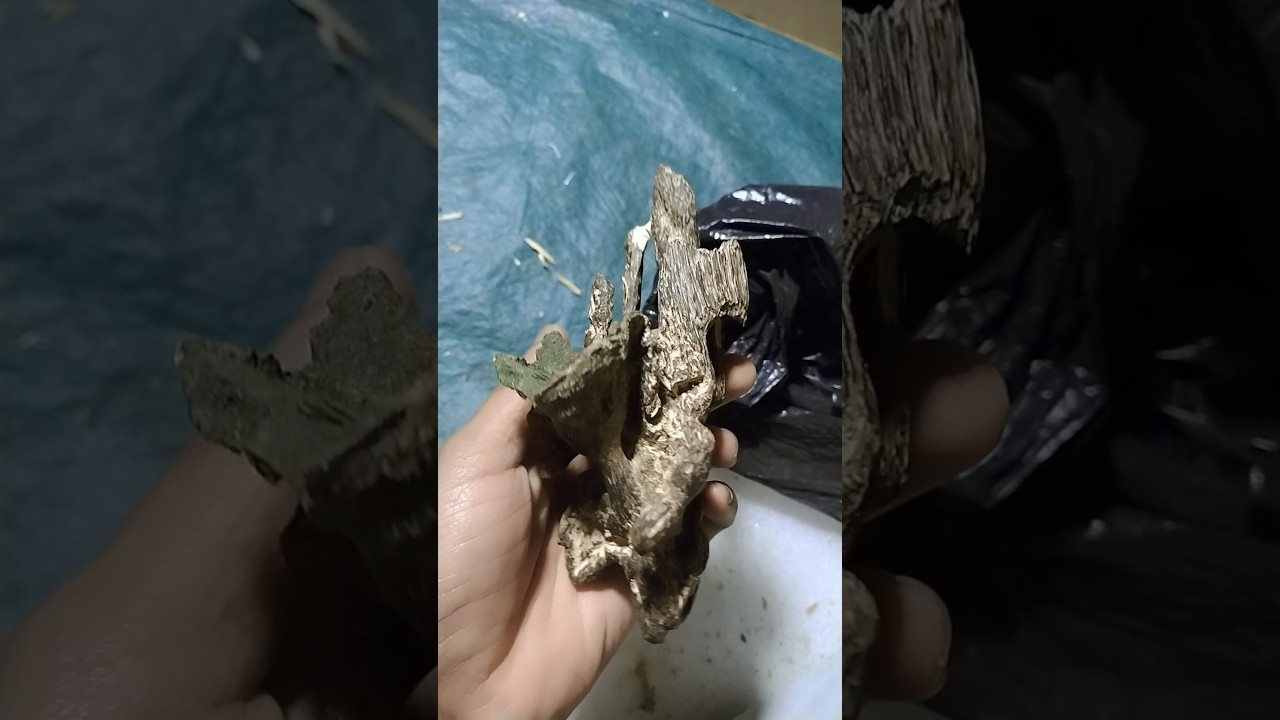 agar Kamal ud #funny #islamicprayer #cat #islamicpost