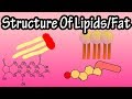 Lipids - Structure Of Lipids - Structure Of Fats - Triglycerides, Phospholipids, Prostaglandins