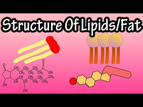 Lipids - Structure Of Lipids - Structure Of Fats - Triglycerides, Phospholipids, Prostaglandins