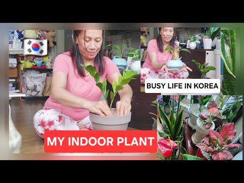 BUSY LIFE IN KOREA:MY INDOOR PLANT IN THE SUMMER