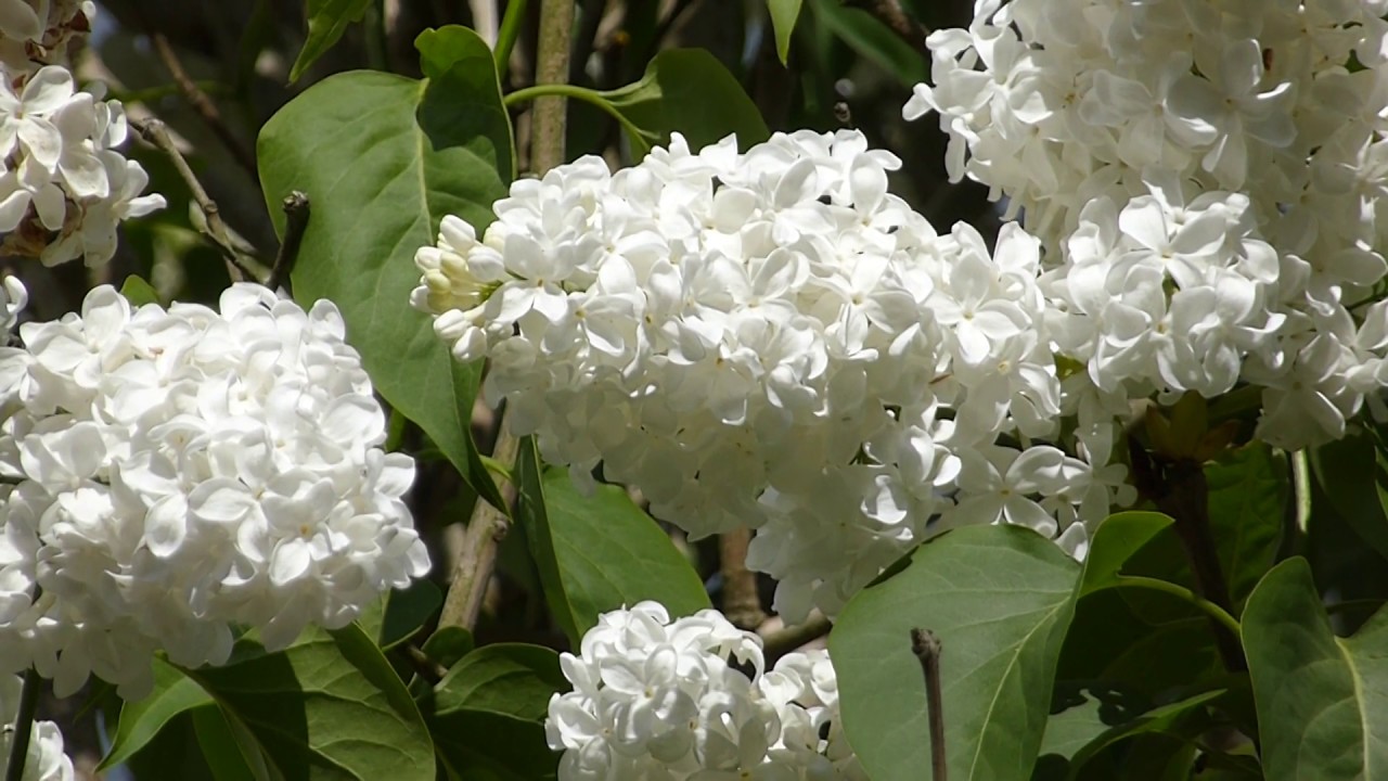 White Lilac - Syringa vulgaris - Sýrenur - Dísarunnar - Skrautrunni - Hvít blóm