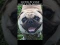 Top 😎 Funny Cat and Dog Videos - Try Not To Laugh 😂😆🤣 - 14 #Shorts
