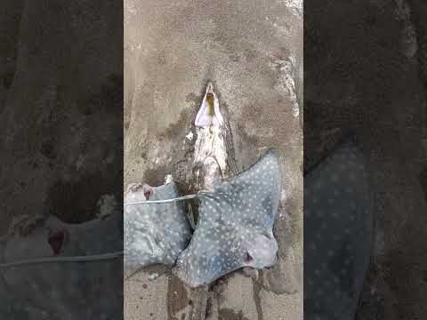 Proses Melahirkan Ikan