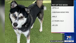 Pet of the Week: Apollo | NBC 7 San Diego