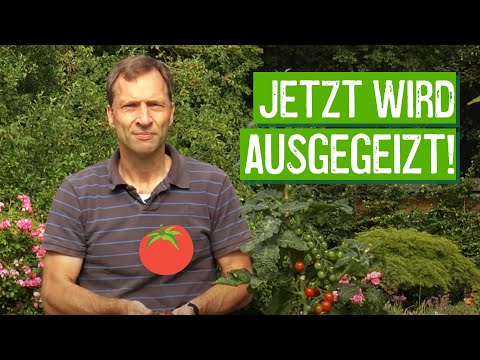 Video: CRISPR / Cas9-vermittelte SlNPR1-Mutagenese Verringert Die Trockenheitstoleranz Von Tomatenpflanzen