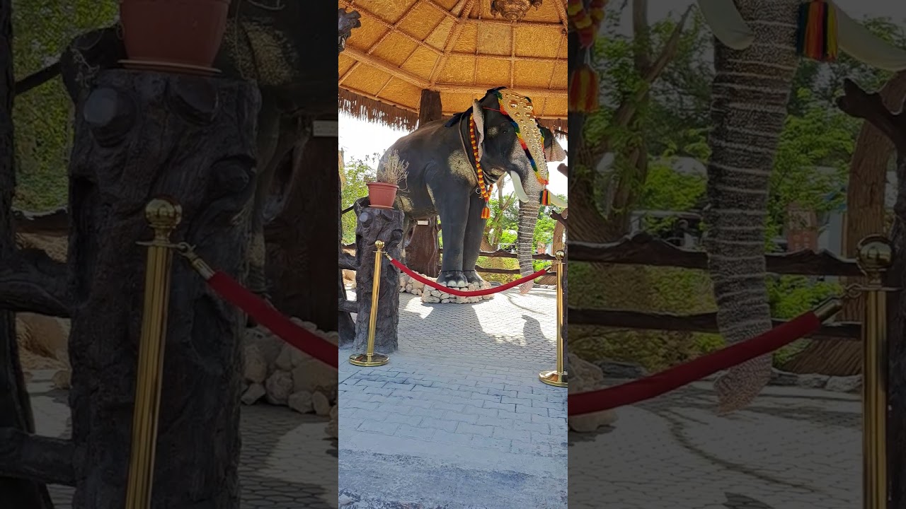 little jungle kuwait.