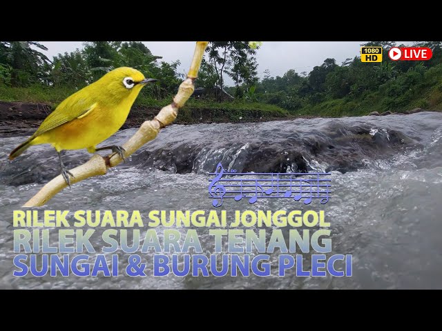 Relaksasi Suara alam! Air Mengalir Sungai Jonggol dengan suara burung Pleci Pembawa Pikiran Tenang class=