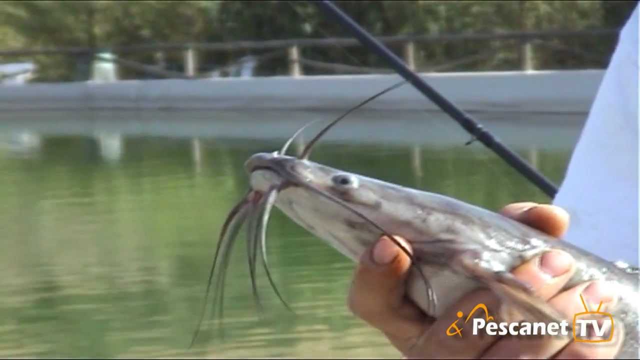 Pesca A Pesci Gatto E Storioni Evento Pescanet Youtube