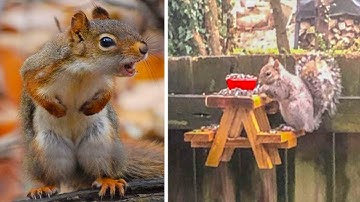 A Man Built a Tiny Picnic Table For Squirrels