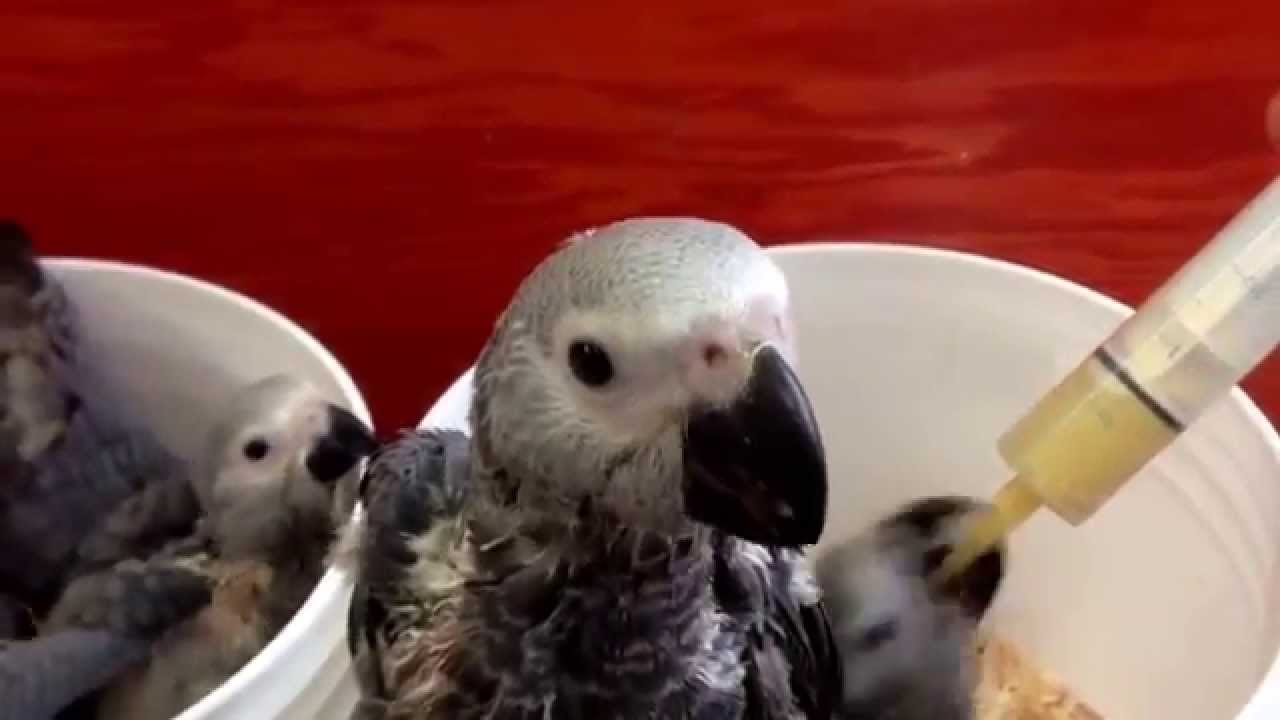 African Grey Baby Birds Island