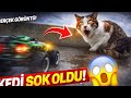 Kediye RC Araba Sürdüm! Verdiği Tepki İNANILMAZ 😱