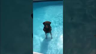 DOG CHILL IN THE SWIMMING POOL