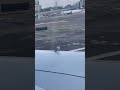 Pigeon Goes For A Plane Ride!