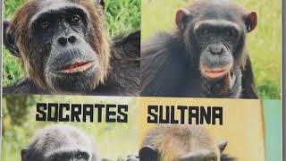Giving Day for Apes - Sweetwaters Chimpanzee Sanctuary, Ol Pejeta