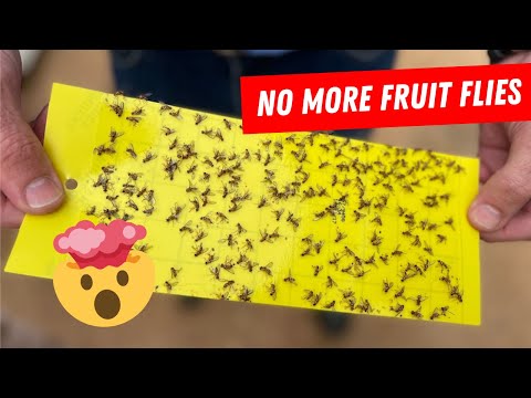 How To Get Rid Of Fruit Flies In Seconds - Guaranteed Results!
