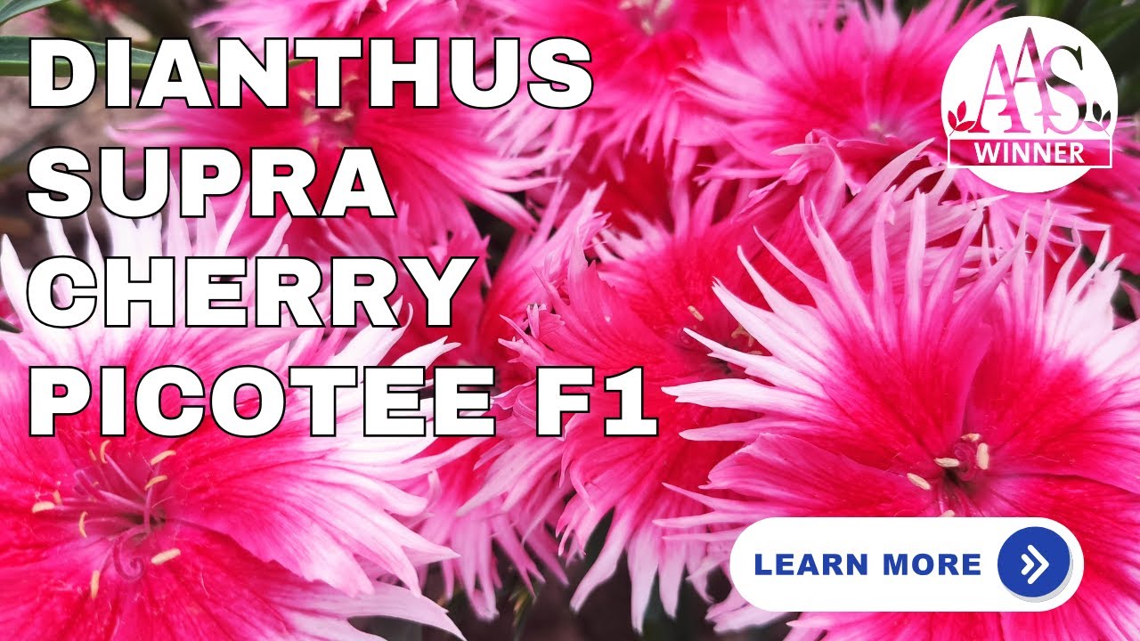 Supra Cherry Picotee' Dianthus: The AAS Winner You Need in Your