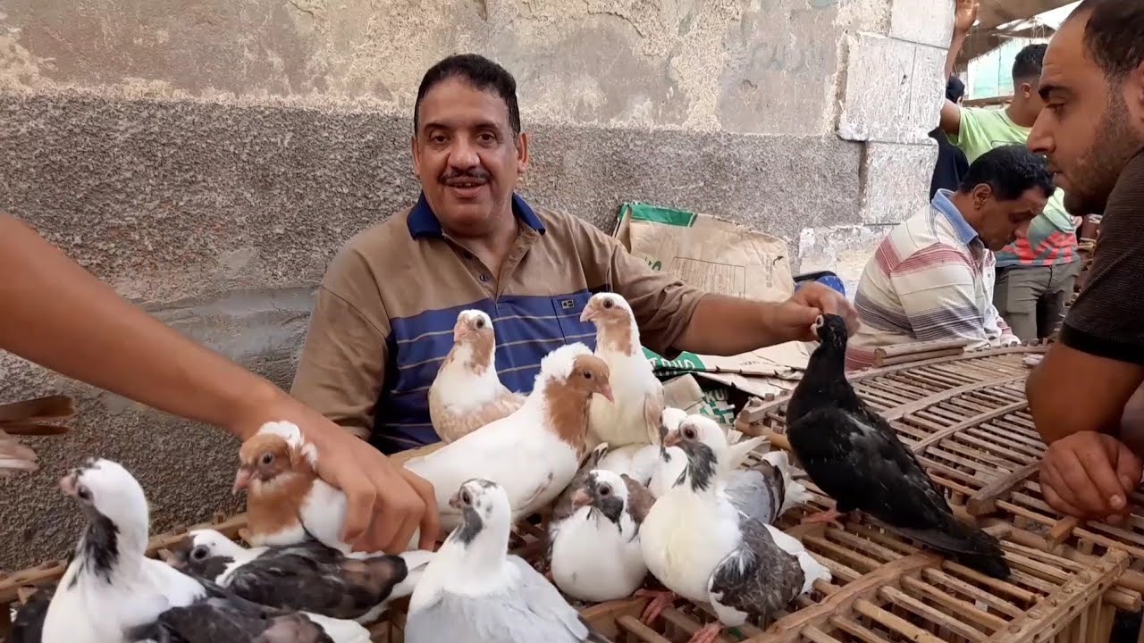 سوق الحمام يوم الجمعه يوم2021/10/29من سوق السيده عائشه او التونسي والسوق كله حمام حلو#abdo_saker