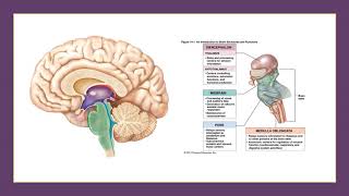 EXSL217 Lab 1 Neuroanatomy Part 3