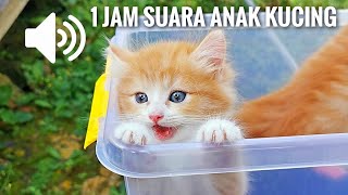 1 Jam Suara Anak Kucing - Kucingmu Dijamin Bingung - 1 Hour Kittens Meowing Sound