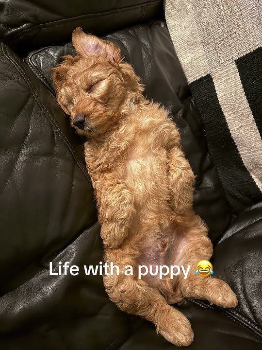 He is sweet, but we need to discuss his potty habits.