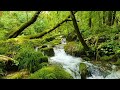 ASMR, Relaxing Nature Sounds