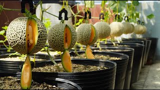 Trồng Dưa này trên sân thượng, hái mỏi tay không hết | Growing this Melon, picking to tired hand