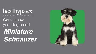 Know Your Dog Breed: Mini Schnauzer