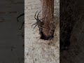 😱🕷️🕸️Nos encontramos con esta tarantula comiéndose a una mosca #campo #viralvideo#tarantula