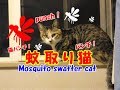 猫のかわいい蚊取り線香とは？－2018