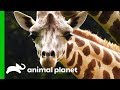 Male Giraffe Gets Ready To Move To The Bronx Zoo For Breeding Program | The Zoo