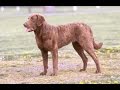 Retriever de Chesapeake / Raza de Perro