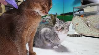 Miaouの配信のサムネイル画像