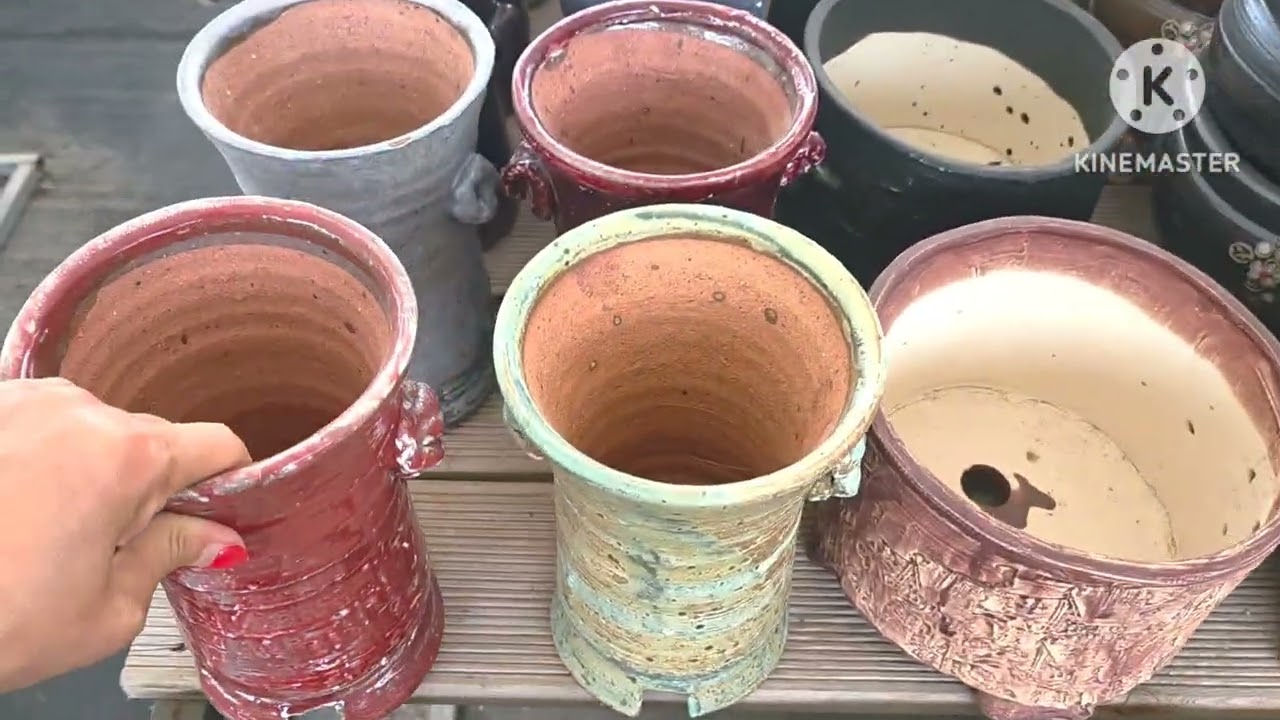 화분판매 전국최저가 폭탄쎄일 010 4499 2456 7만이상 무료배송 주문은 문자로주세요 