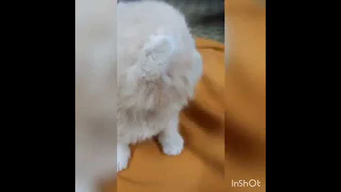 Video 1981231: persian siamese cat, dog pet lovely, pets love animal, lovely little kitten