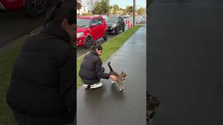 it’s the happy tail for me 🥺 #straycat #feralcat #adoptstrays #rescuecat @lorrrr.p