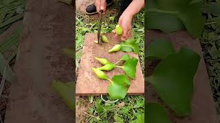 La jacinthe d’eau  une plante sous-estimée aux nombreux bienfaits. #shorts #shortvideo