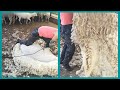 【綿羊剪毛】ヒツジ 羊の毛刈り　手際良いバリカンさばきに注目