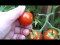 Middle of video
