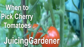 How Do I Know EXACTLY WHEN to Pick My Cherry Tomatoes? You Cant Go By Color.