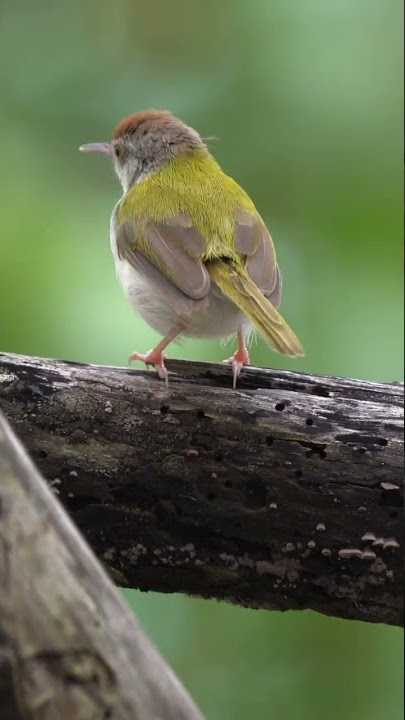 Great Relaxing Music With Birds Sound, Running Water Sound • Peaceful Atmosphere Of Nature