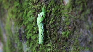 ミスジビロードスズメの幼虫 Youtube