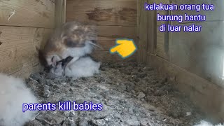 parents kill all babies#owl family